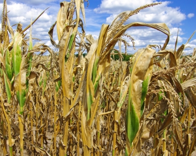 Corn field in drought