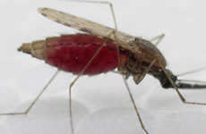 Medical Entomology/Disease Ecology