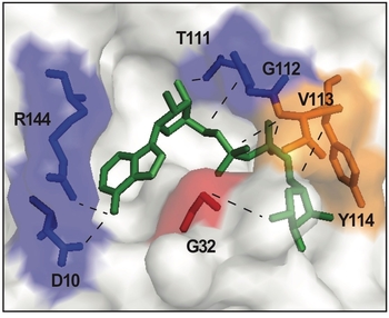 A structural model of the macrodomain active site bound to ADP-ribose
