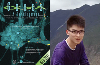 Left, the cover of Genes & Development featuring the paper; right, Yang Liu