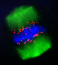 Colorful microscopy image of meiosis, with bands of green at top and bottom, with thin strands reaching toward a band of blue in between, which has bright pink dots scatered along the top and bottombottom end