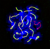 A colorful microscopy image on a black background, with brigh blue blobs behidng short, scattered bright yellow strings and one thin pink stringn yellow, w