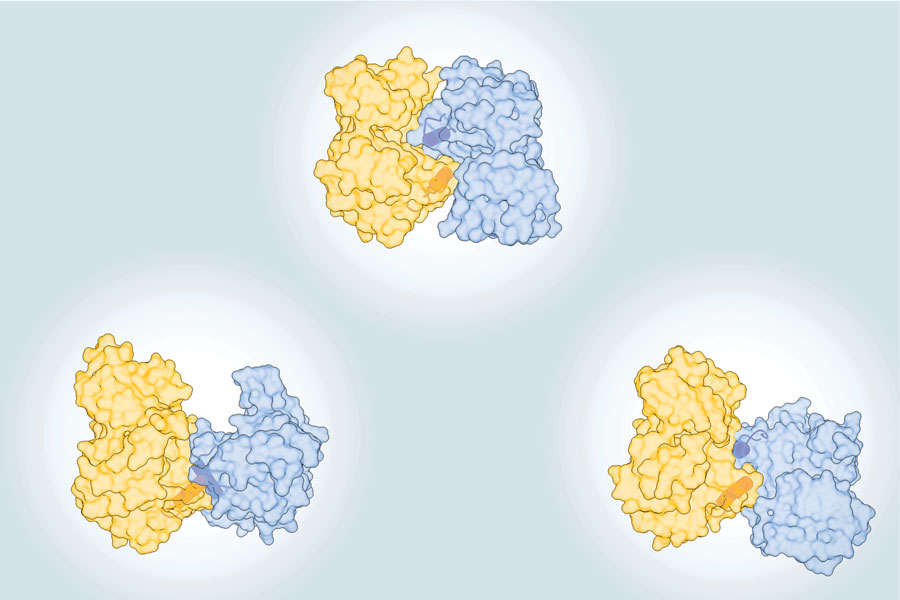 Three rotated views of a kinase dimer: space filling models of a yellow and a blue protein that share an interface; they are semi-transparent to reveal a helix in each protein near the interface. 
