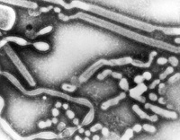 Influenza A virus: Courtesy CDC