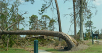 Downed trees line route to Mississippi shelter