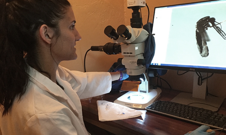 Jordan Hoffman studies a mosquito with a digital microscope
