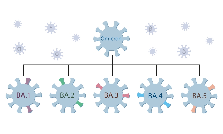 An Update On Omicron Subvariants | Johns Hopkins | Bloomberg School Of ...