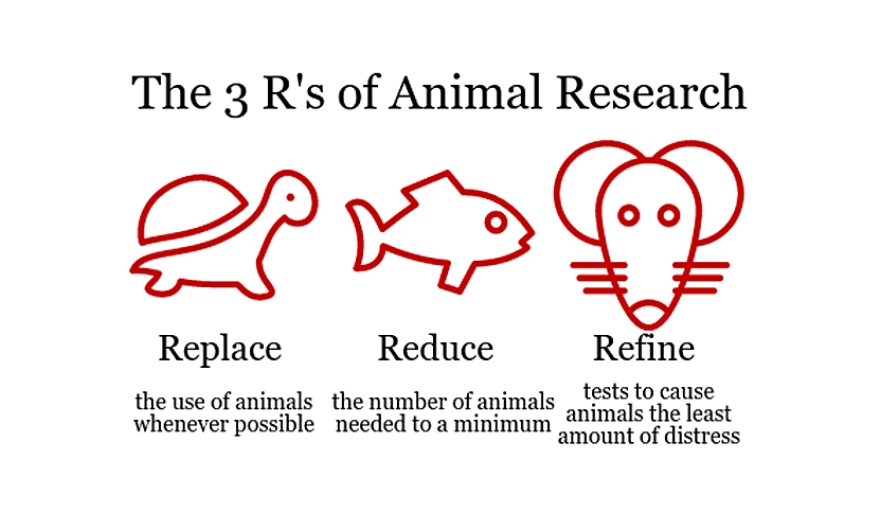animal testing introduction