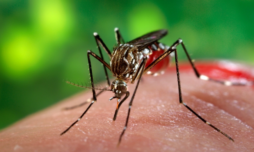 Closeup photo of Mosquito