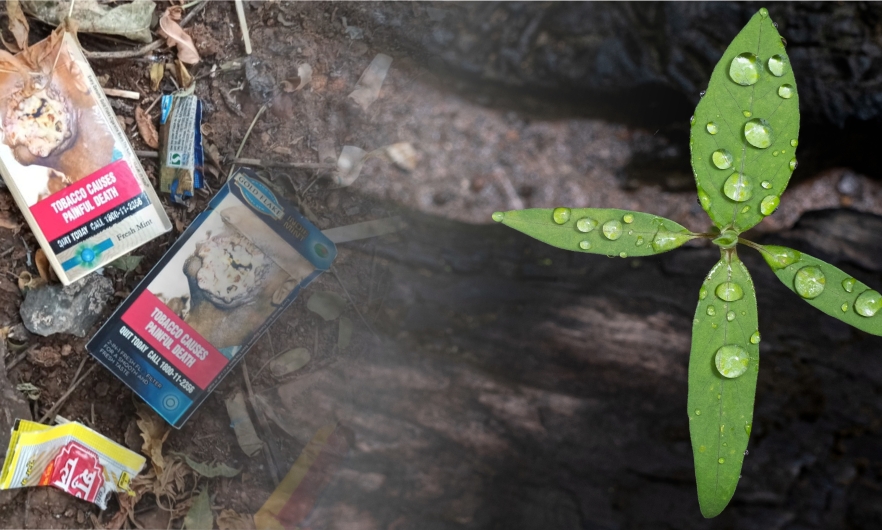 On the left is a pile of discarded tobacco product litter found on the ground during data collection, on the left is a green tree seedling with dew drops—symbolizing the threat to life that pollution poses