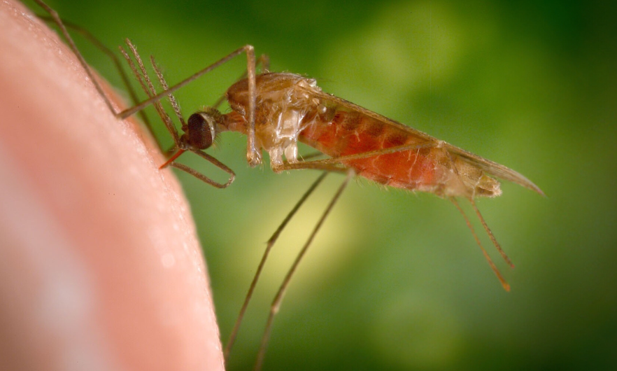 image of mosquito biting skin