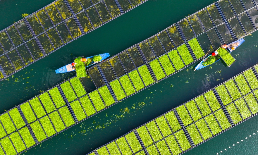 Aerial view of workers growing water spinach on ecological floating beds at Chun&#039;an County in Hangzhou, Zhejiang Province of China.