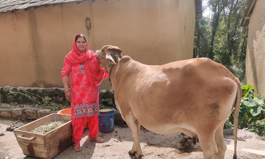 Veena Dhiman, a farmer-trainer from Nagrota Bagwan, with one of the indigenous cows she purchased to replace her jersey cows when she shifted to natural farming methods. 