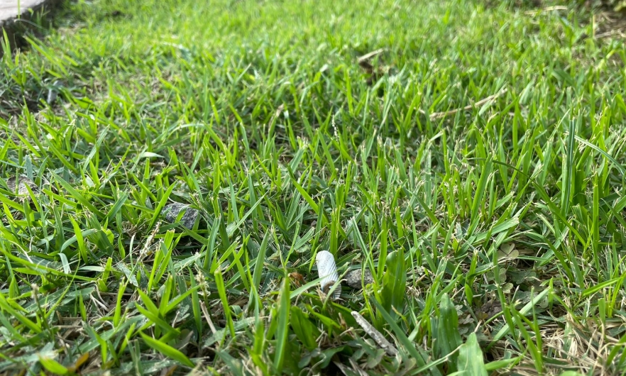 A cigarette lying on the grass.