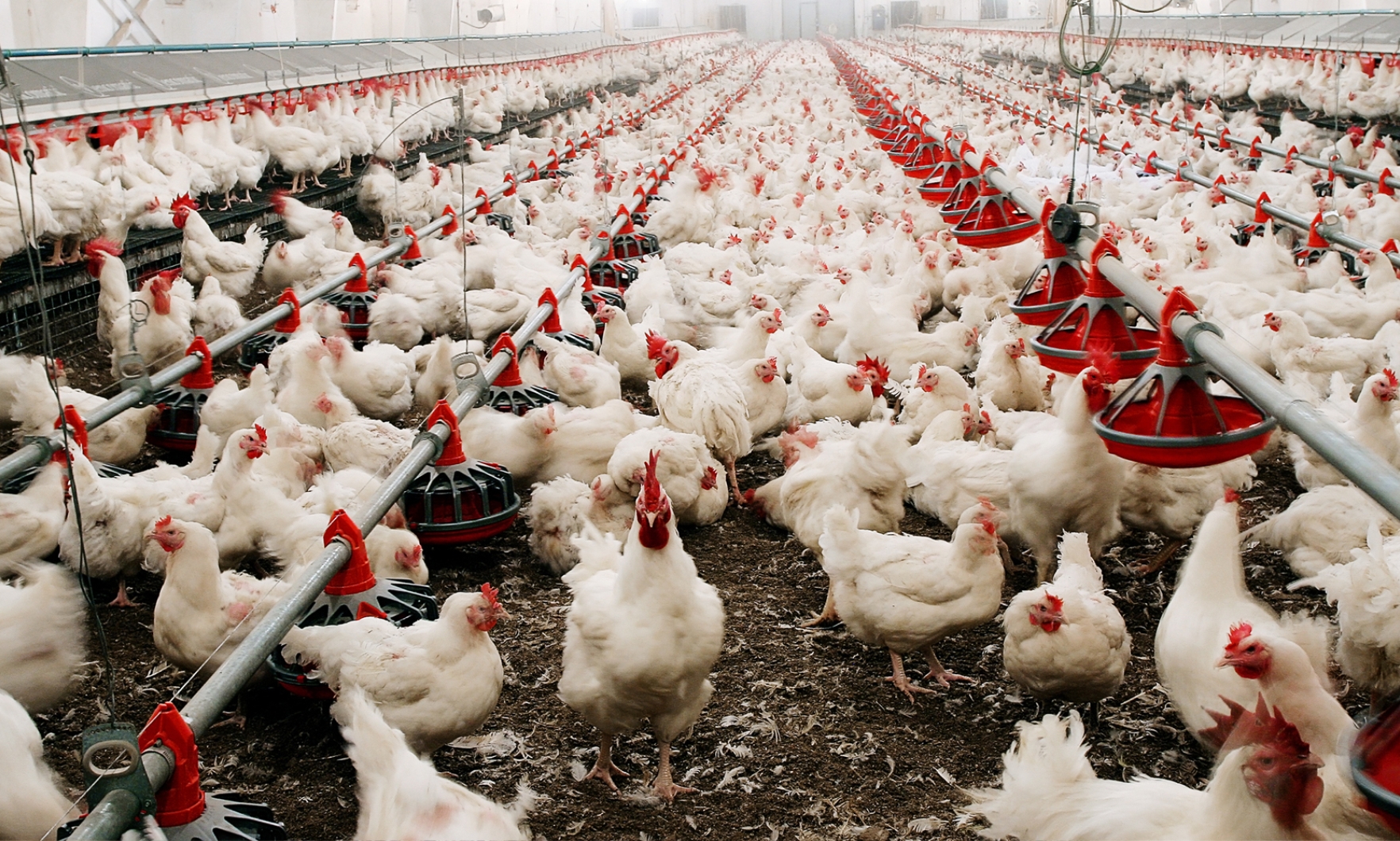 How Concerned Should We Be About Bird Flu? | Johns Hopkins | Bloomberg ...