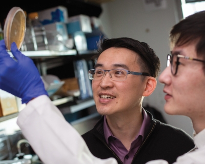 Anthony Leung (left) and research technologist Junlin Zhuo, ScM, inspect a plate of bacteria that produce proteins for ADPr-Glo. Photo by Chris Hartlove