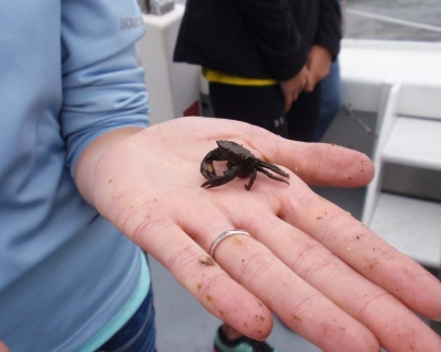 person on a boat holding a baby crab