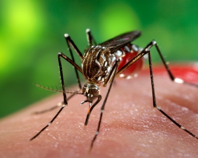 Closeup photo of Mosquito