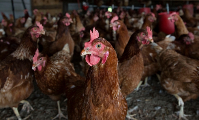 Lohmann Brown chickens stand in a barn at Meadow Haven Farm, a certified organic family run farm, in Sheffield, Illinois. 