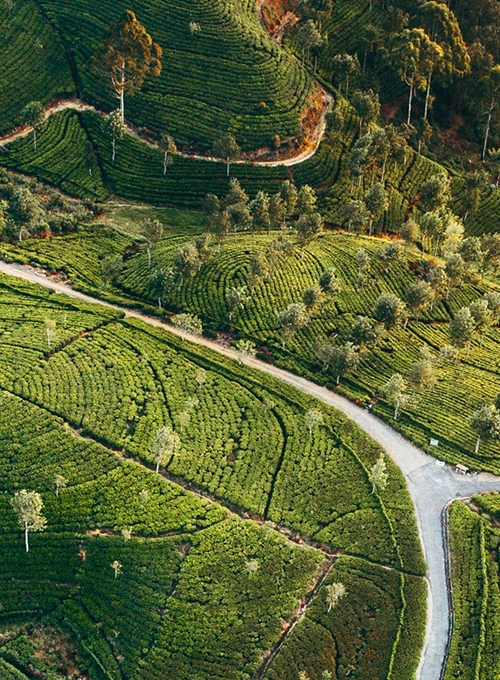 aerial photograph of deforestation 