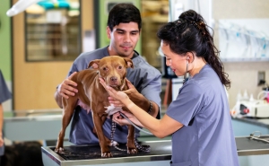 Veterinarian listens to dog's chest with stethoscope while another vet holds the dog on the exam table