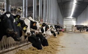 Cows inside a dairy farm