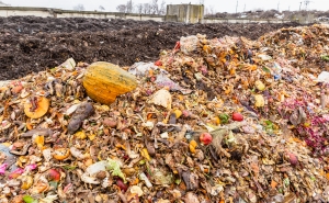 Landfill with visible vegetables