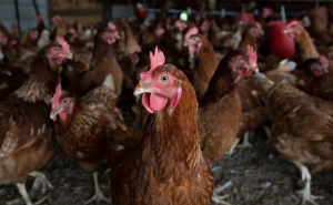 Lohmann Brown chickens stand in a barn at Meadow Haven Farm, a certified organic family run farm, in Sheffield, Illinois. 