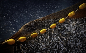 Sardines in a fishing net. 