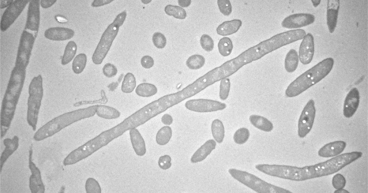Bacteria: A New Weapon Against Malaria | Johns Hopkins
