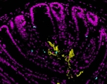colorful microscopy image of mouse colon tissue section: pink host cells outline villi against black background, with clumps of yellow at the center and scattered blue dots