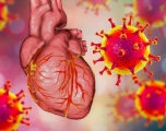 Illustration of a heart with COVID virus microbiomes floating around