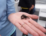 person on a boat holding a baby crab