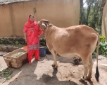 Veena Dhiman, a farmer-trainer from Nagrota Bagwan, with one of the indigenous cows she purchased to replace her jersey cows when she shifted to natural farming methods. Himachal Pradesh, India, October 27, 2021. Image: Mahima Jain