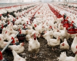 Hundreds of chickens in a chicken feeding factory 