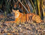 A photo of a pair of Royal Bengal Tigers in the Sundarbans. Photo by Dr. Niaz Abdur Rahman.