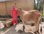 Veena Dhiman, a farmer-trainer from Nagrota Bagwan, with one of the indigenous cows she purchased to replace her jersey cows when she shifted to natural farming methods. 