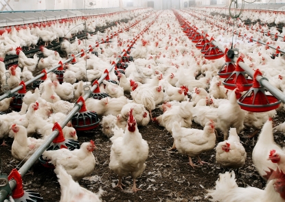 Hundreds of chickens in a chicken feeding factory 