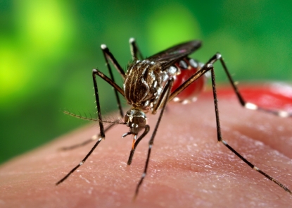 Closeup photo of Mosquito