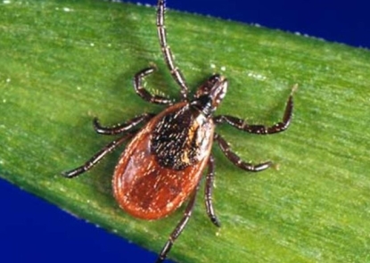 photograph depicts a dorsal view of a female black-legged tick, Ixodes scapularis, which is often found on a wide range of hosts, including mammals, birds, and reptiles. I. scapularis is known to transmit Borrelia burgdorferi bacteria, to humans and animals during feeding, which is the organism responsible for causing Lyme disease.